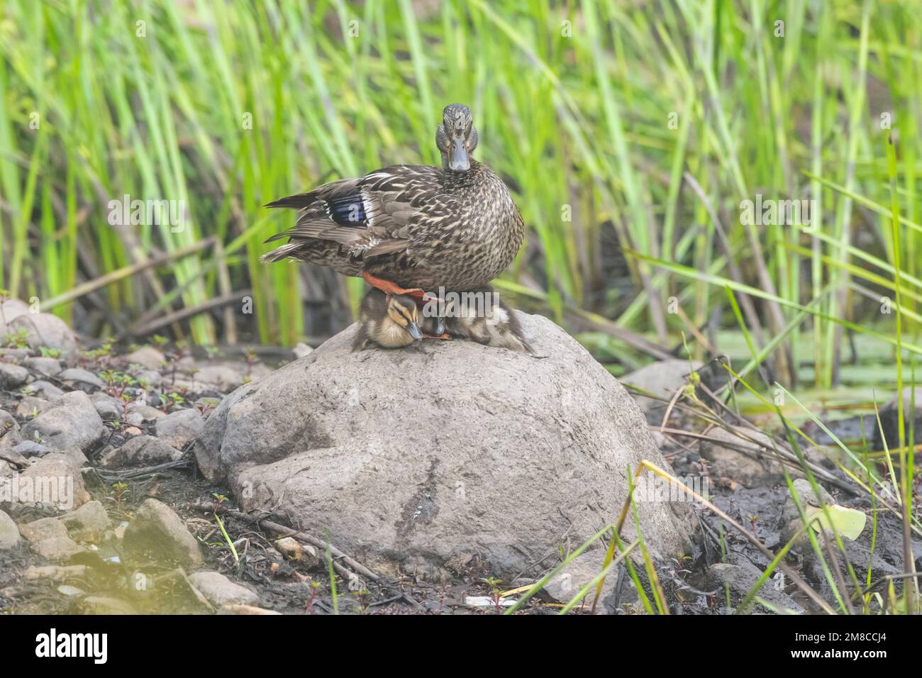 Mallard (Anas platyrhynchos). Mutter mit Entenküken. Acadia-Nationalpark, Maine, USA. Stockfoto