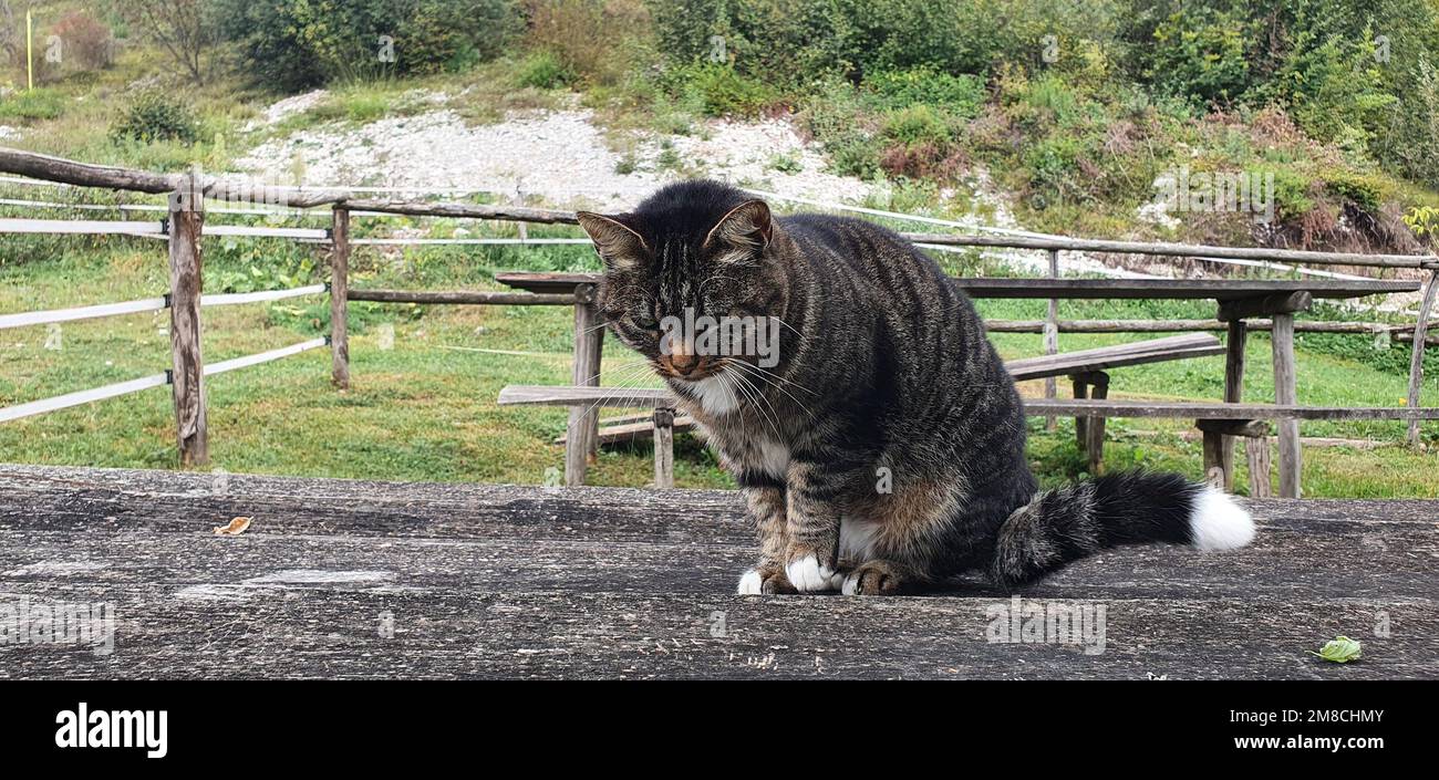 Die sitzende Katze beobachtet genau, was passiert Stockfoto