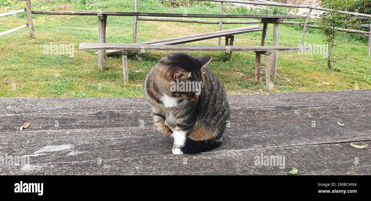 Die sitzende Katze beobachtet genau, was passiert Stockfoto