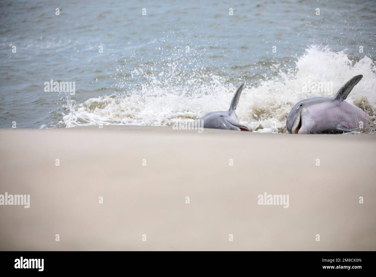 Großer Tümmler, Tursiops truncatus, Fütterung von Meerbarben, Mugil cephalus, Kiawah Island, South Carolina, USA, Atlantik Oc Stockfoto