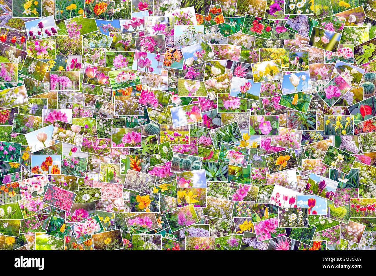 Viele bunte Blüten (Tulpen, Rhododendron und andere) Fotos im Garten im Sommer als Blumencollage. Stockfoto