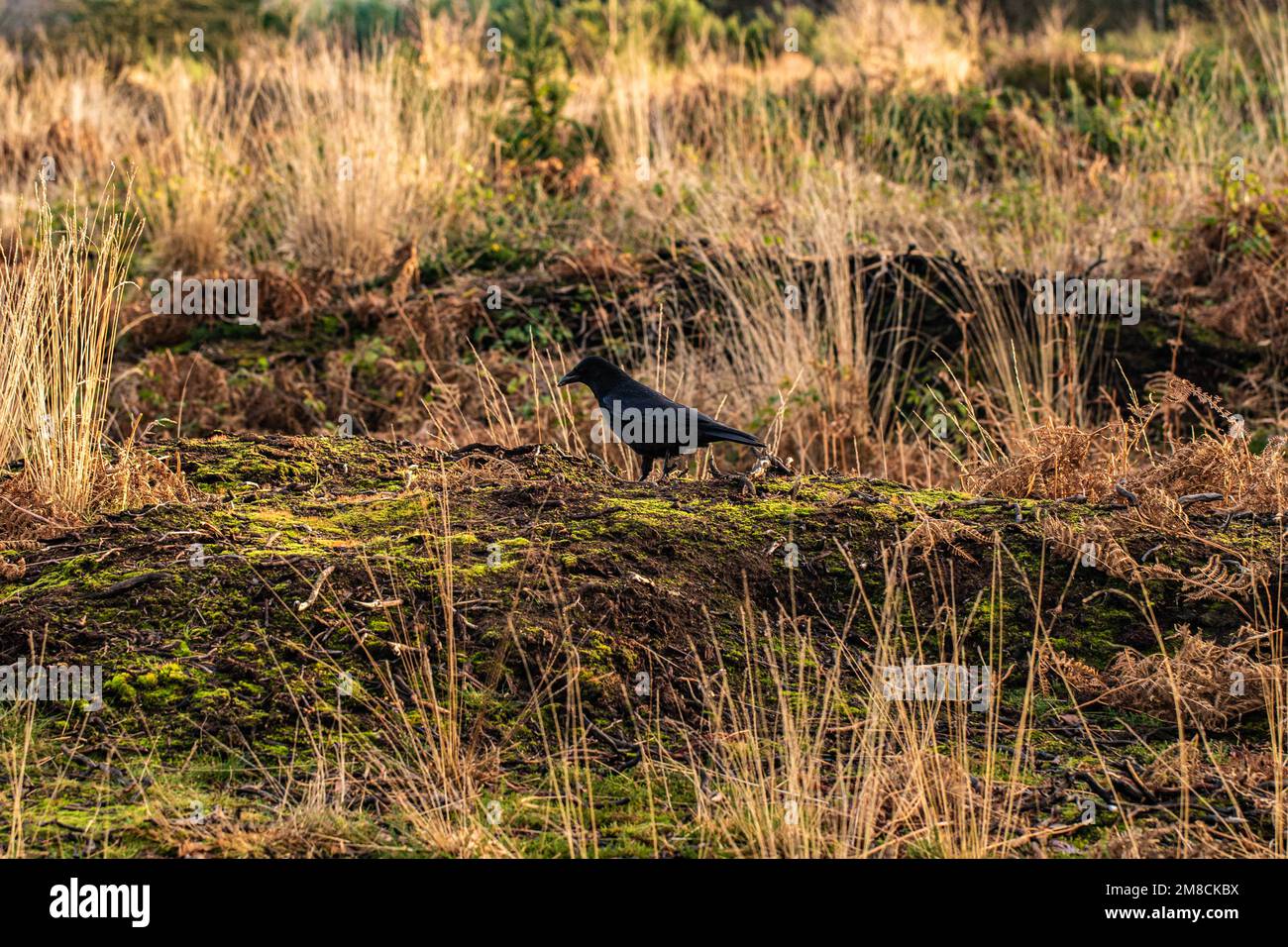 Krähe im Gras im Moor an einem sonnigen Tag Stockfoto