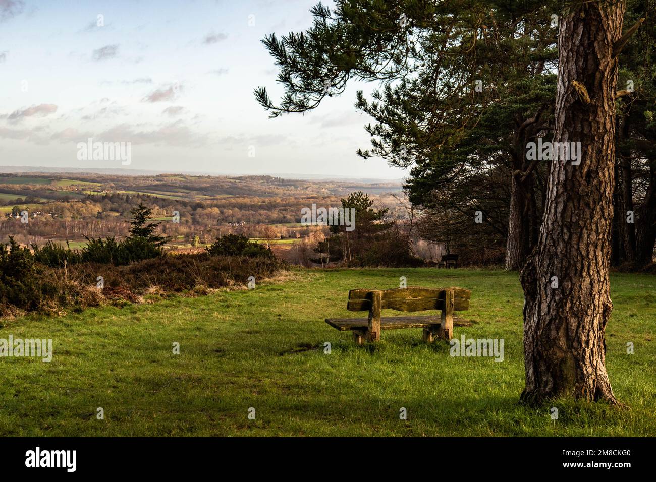 Wunderschöne ruhige Bank an einem großen Baum mit Blick auf den Ashdown Wald am Morgen Stockfoto