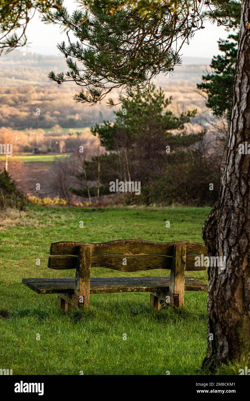 Wunderschöne ruhige Bank an einem großen Baum mit Blick auf den Ashdown Wald am Morgen Stockfoto