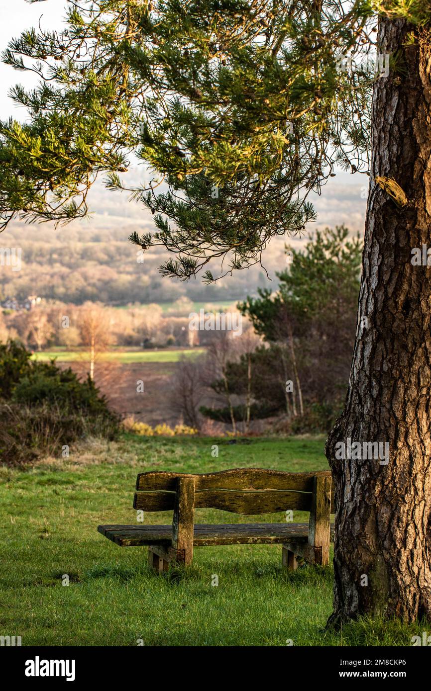 Wunderschöne ruhige Bank an einem großen Baum mit Blick auf den Ashdown Wald am Morgen Stockfoto