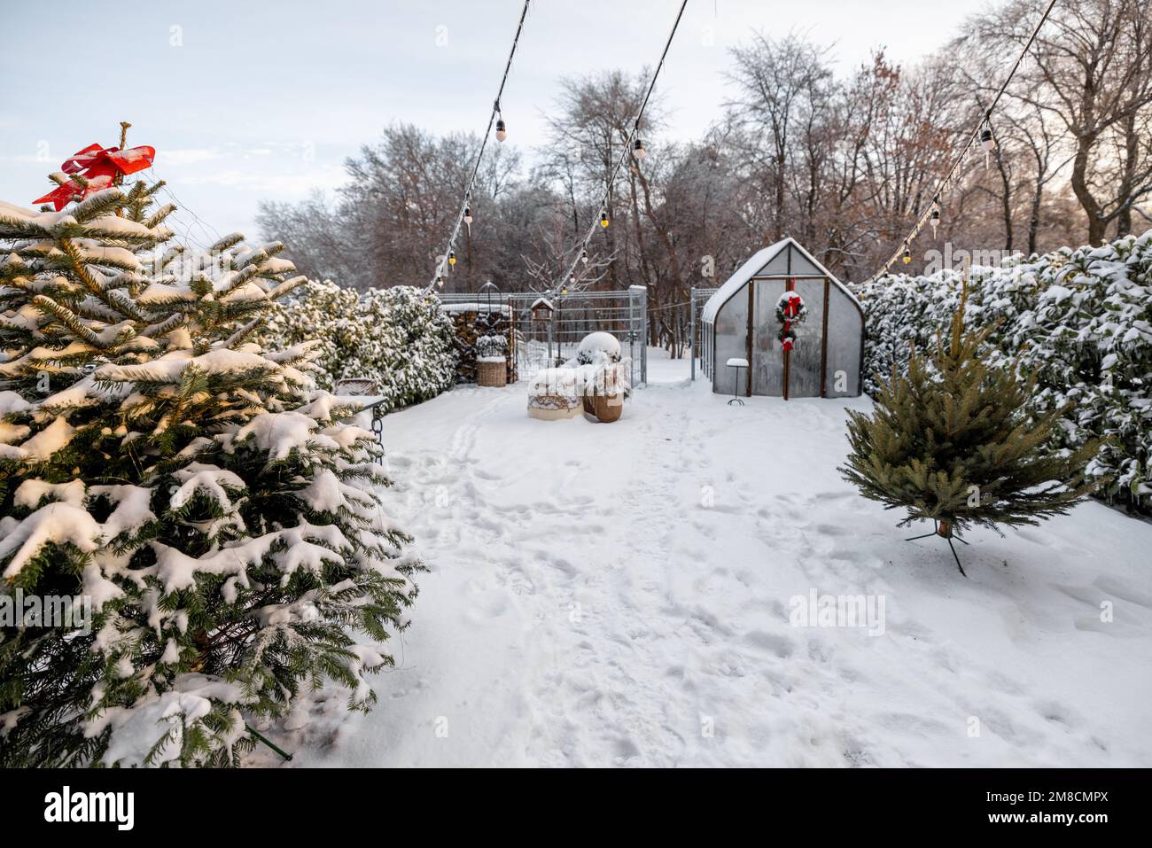 Verschneiter Hof mit Gewächshaus und Weihnachtsbaum Stockfoto