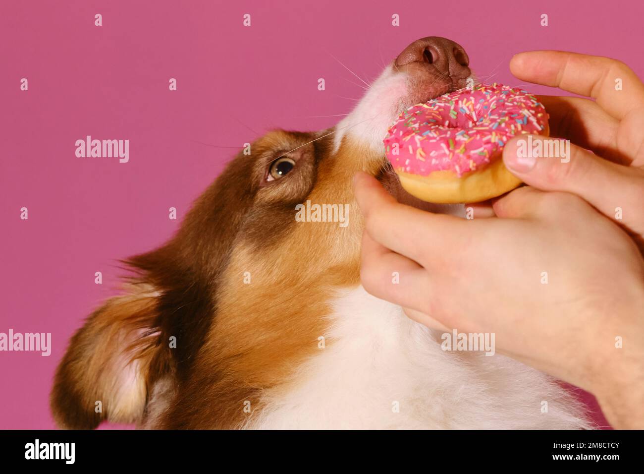 Die Hände einer Person halten die Brötchen in Glasur nahe dem Gesicht des Hundes. Schädliches fettiges Futter, gefährlich für Hunde. Australischer Schäferhund beißt süßen Donut aus man's han Stockfoto