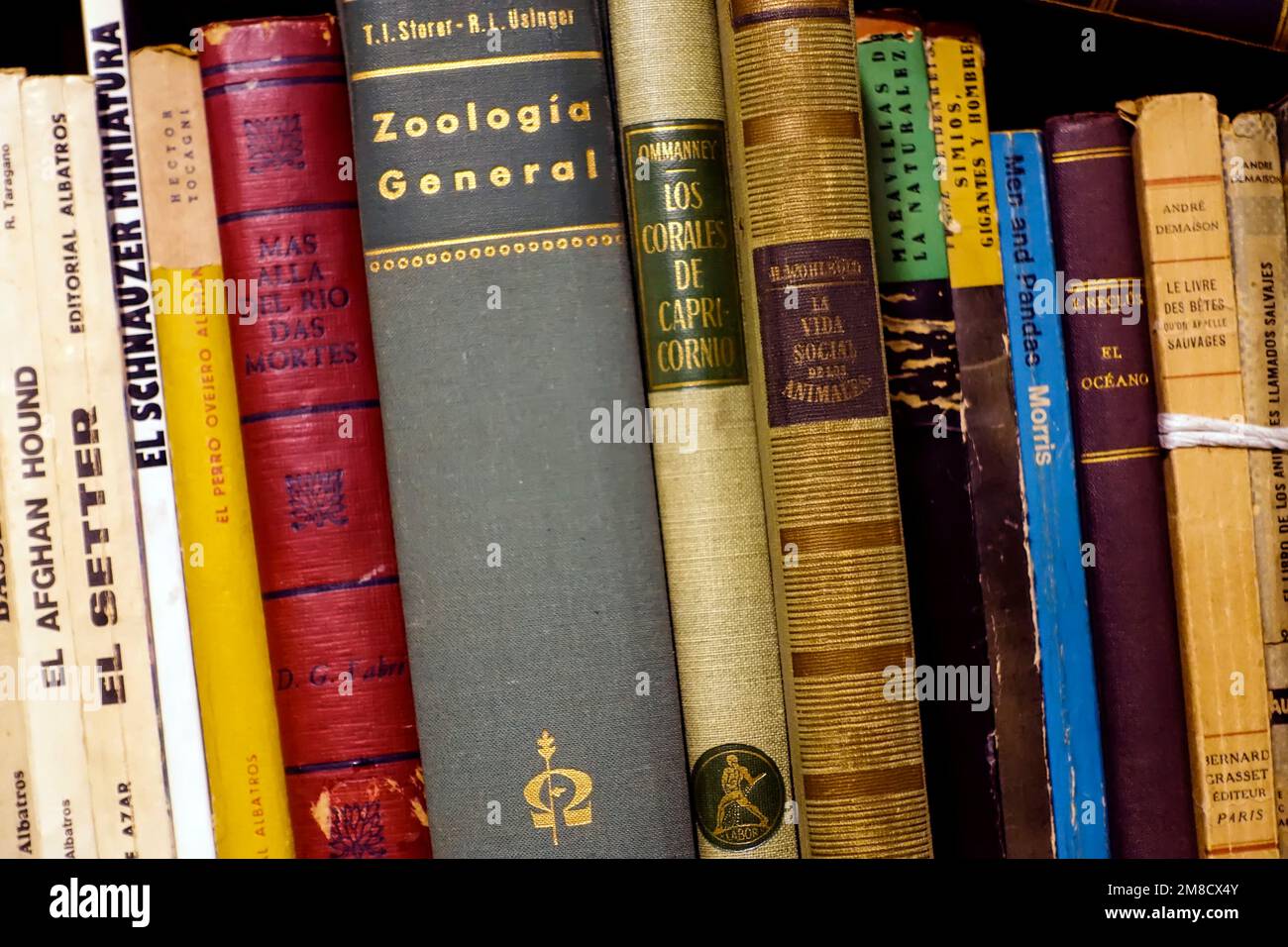 Alte spanischsprachige Bücher im Regal Stockfoto