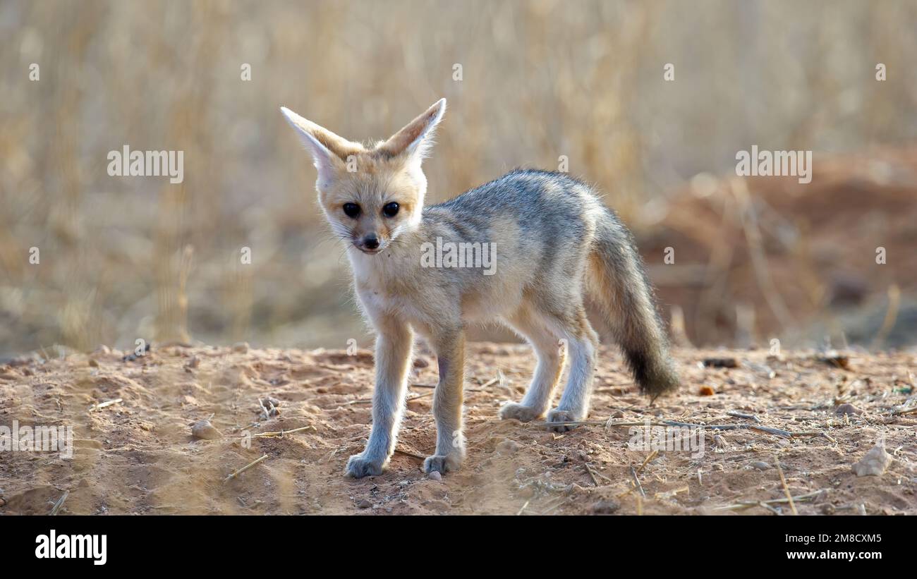 Cape Fox (Vulpes chama) Kgalagadi Transfrontier Park, Südafrika Stockfoto