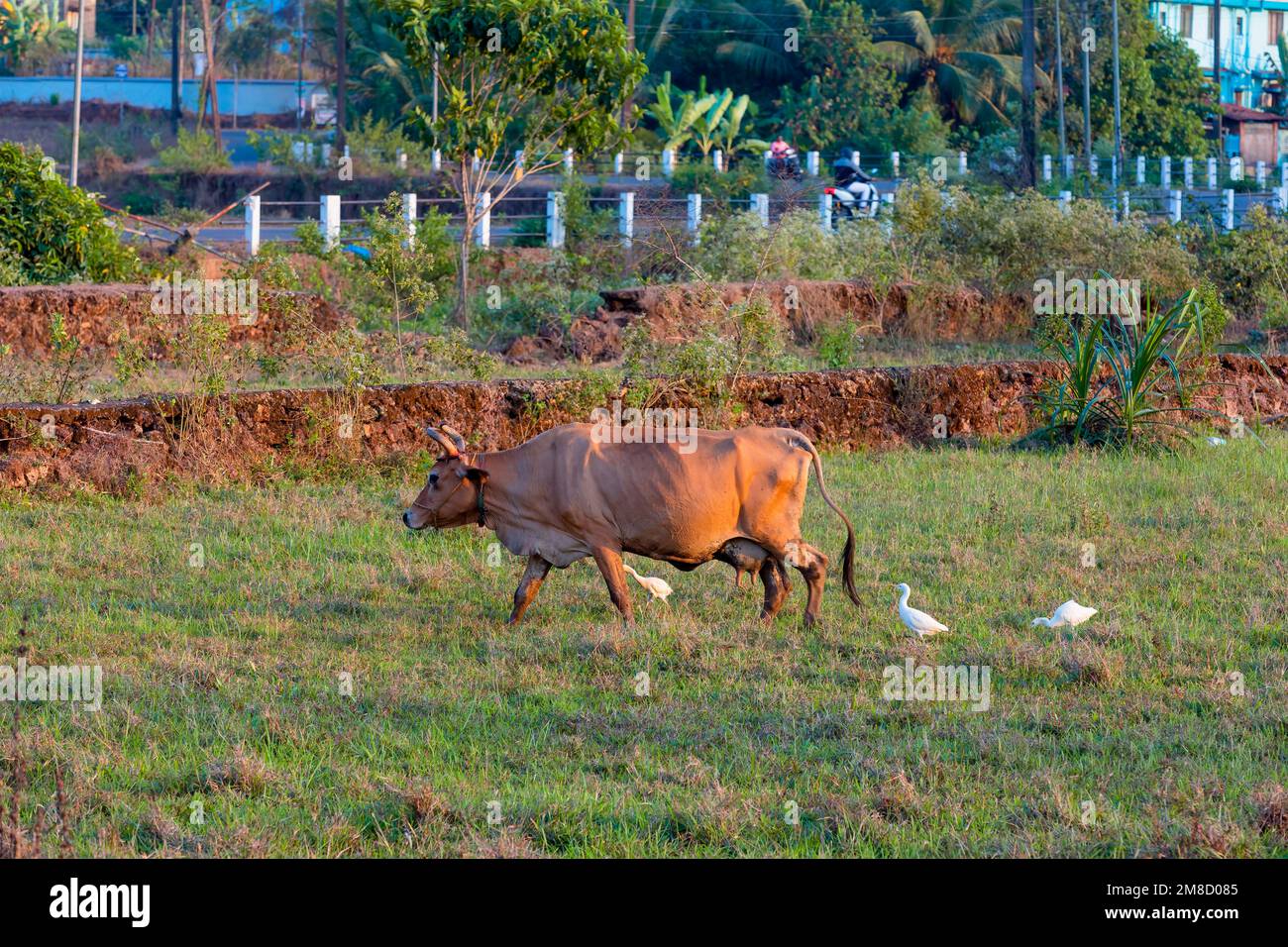 Rinderreiher fressen Insekten, während die Kuh auf dem Feld grast. Stockfoto