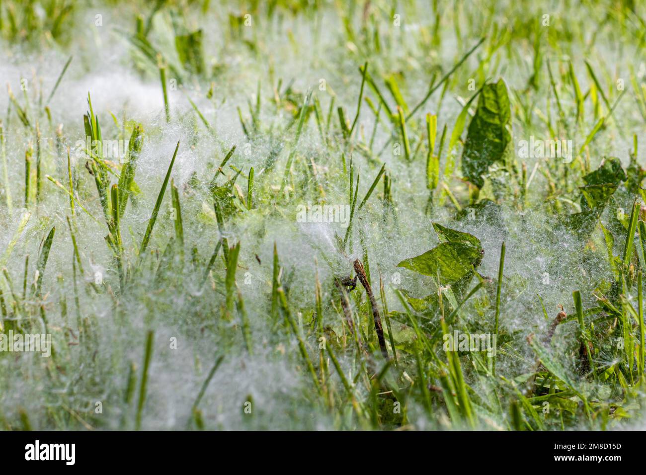 Flusen von einem Baum liegen auf dem Gras. Pappelflusen auf dem Gras. Flusen von Bäumen Stockfoto