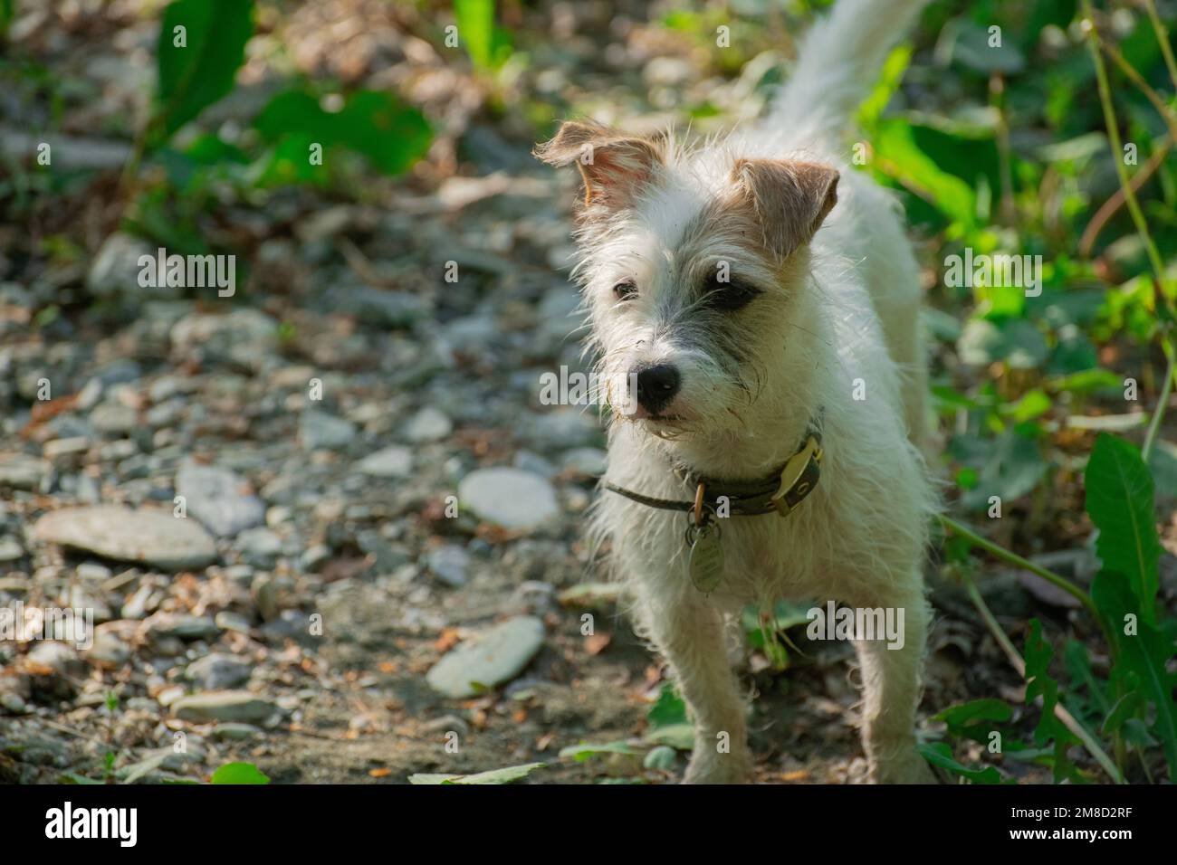 jack russel Terrier, Hündchen, Hund, Jack russel Welpe Stockfoto