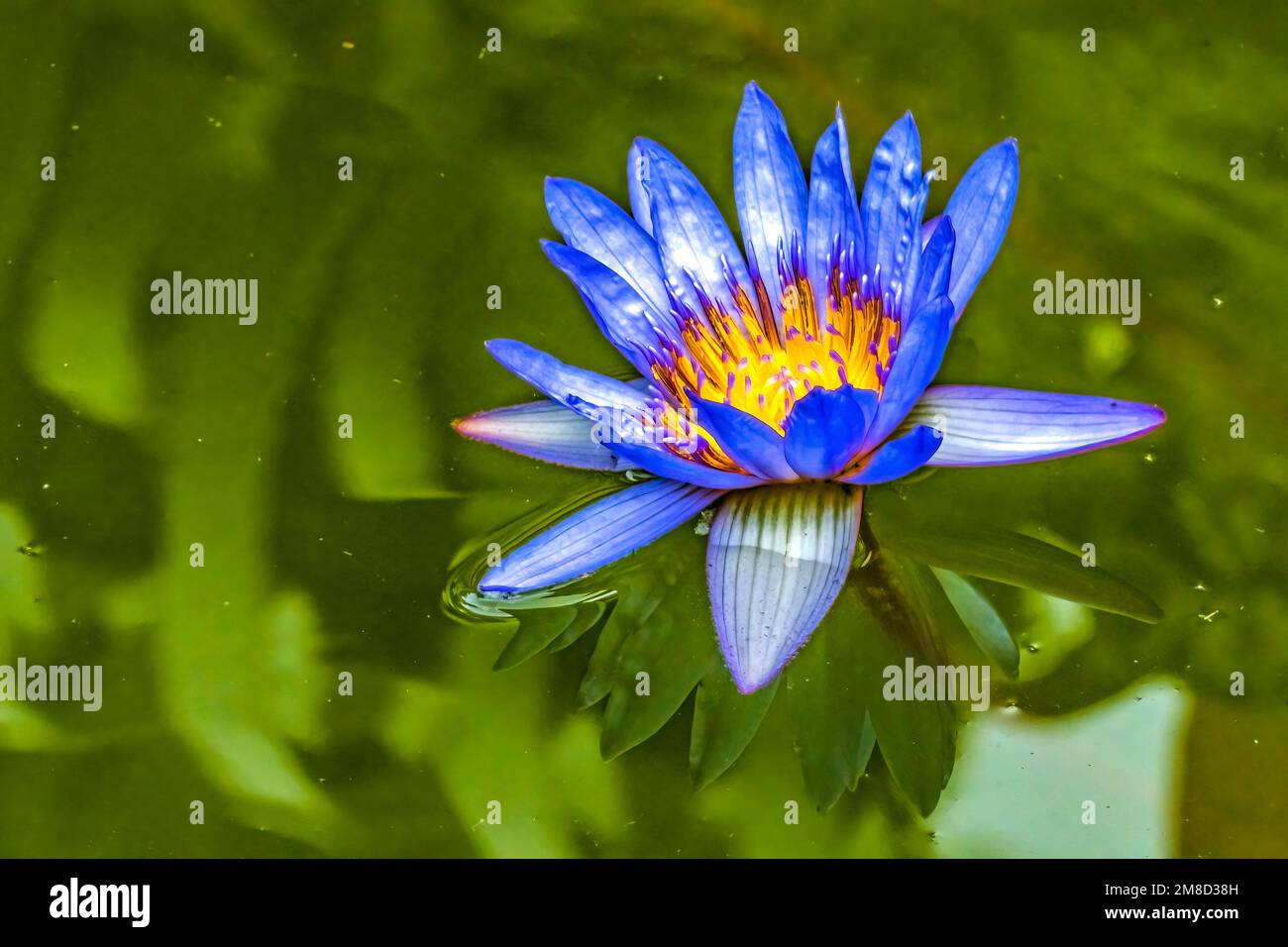 Blaue Ägyptische Blume Nymphea Caerulea Wasser Lily Grüner Teich