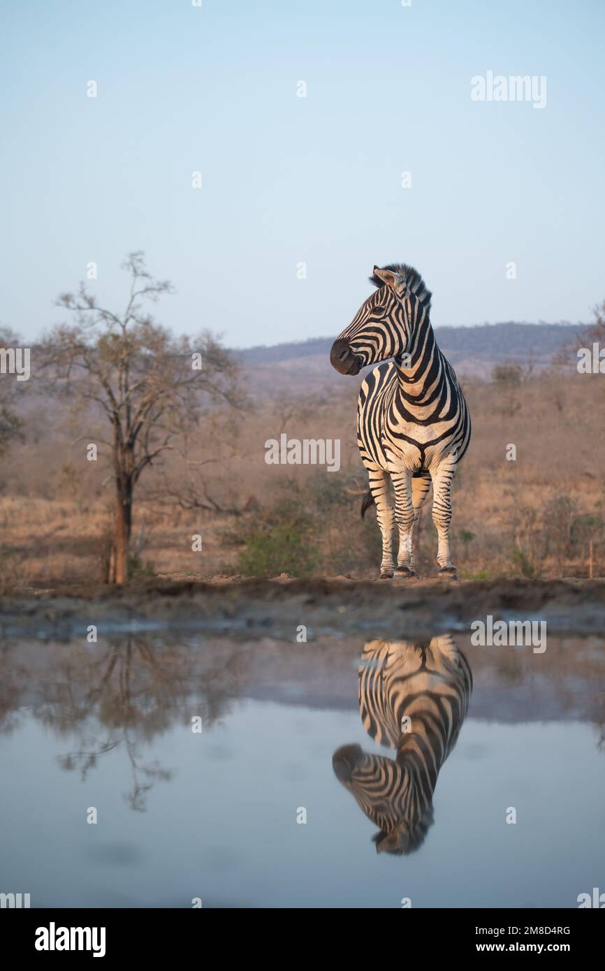 Porträt eines Zebras an einem Wasserloch mit blauem Himmel in Südafrika Stockfoto