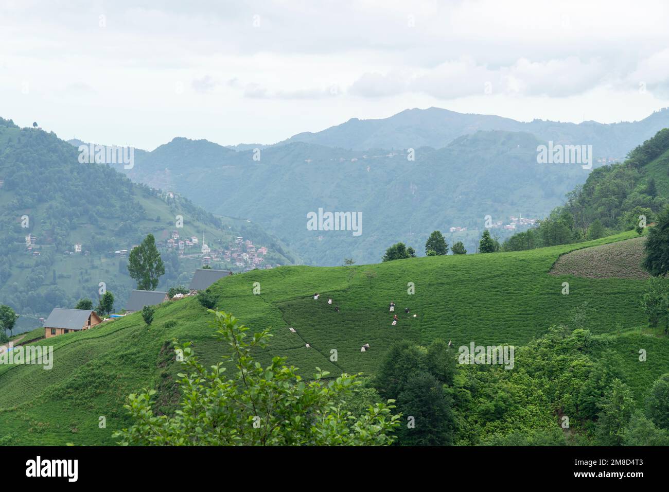Landschaftsfoto mit Teeplantage. Arbeiten auf einer Teeplantage in den Bergen. Selektiver Fokus Stockfoto