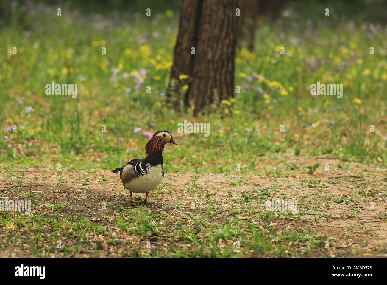 Eine Nahaufnahme einer Mandarinente, die durch den Park wandert Stockfoto