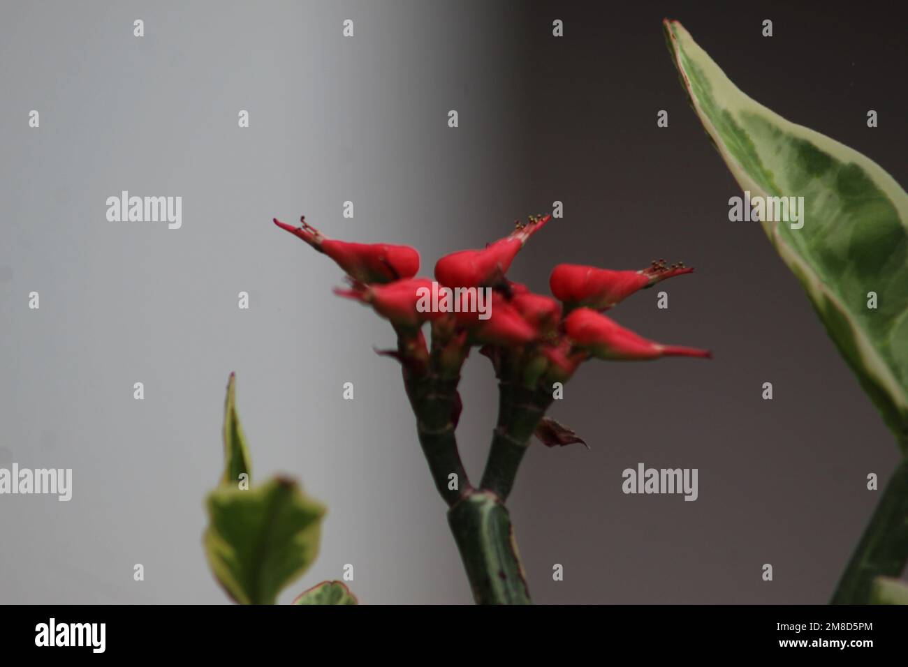 Nahaufnahme einer rosigen Blüte Pedilanthus (Euphorbia) mit ihren grünen Blättern an einer weißen Wand Stockfoto