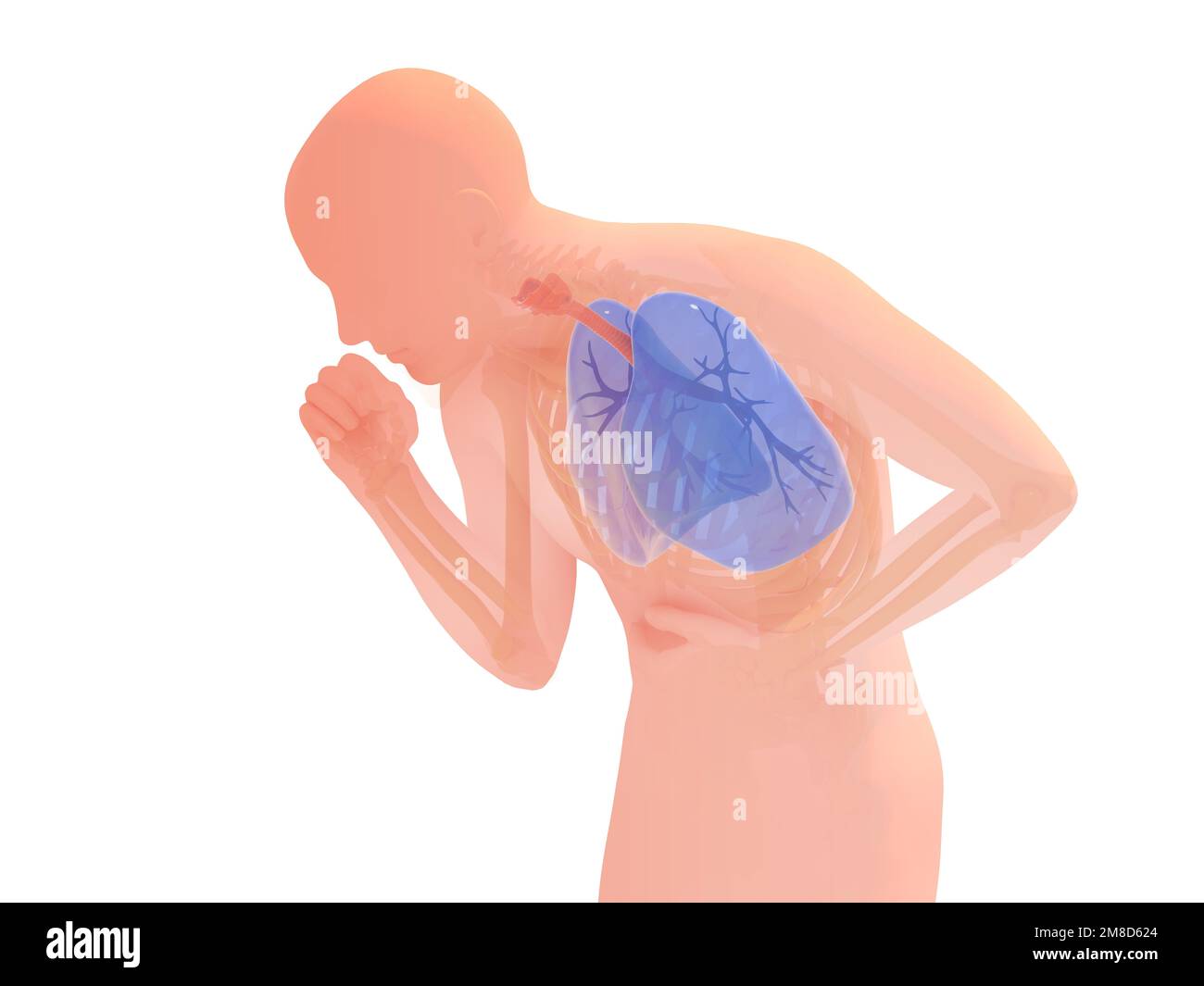 3D-Darstellung des menschlichen Silhouettenhustens in der Hocke. Zeigt die inneren Organe und hebt das Atmungssystem hervor. Anatomie mit natürlichen Farben. Stockfoto