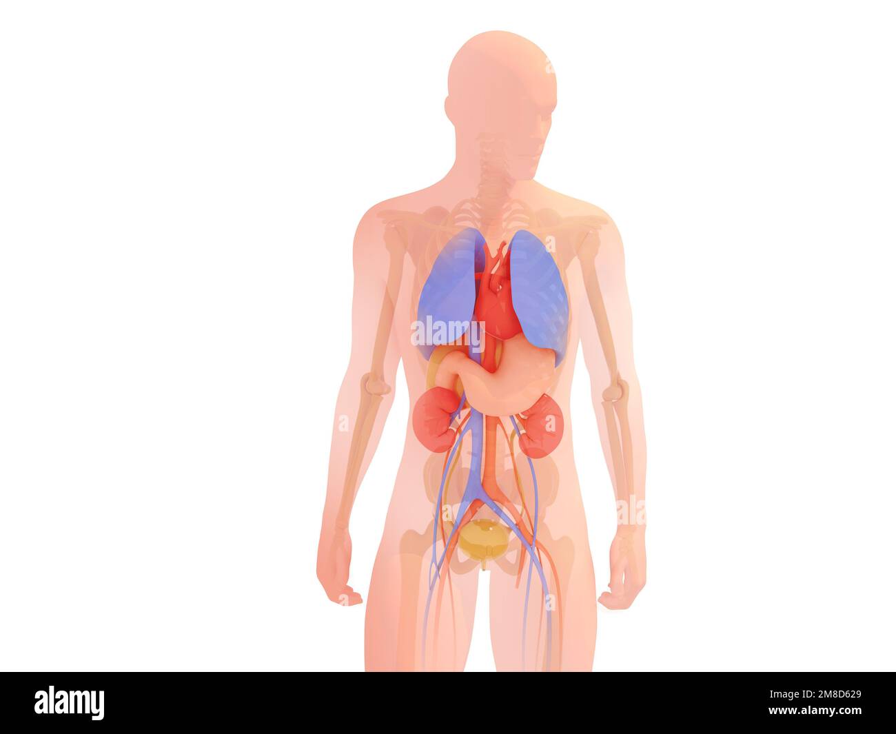 3D-Darstellung der menschlichen Silhouette mit inneren Organen und Skelett. Anatomie mit natürlichen Farben, ausgeschnitten auf weißem Hintergrund. Stockfoto