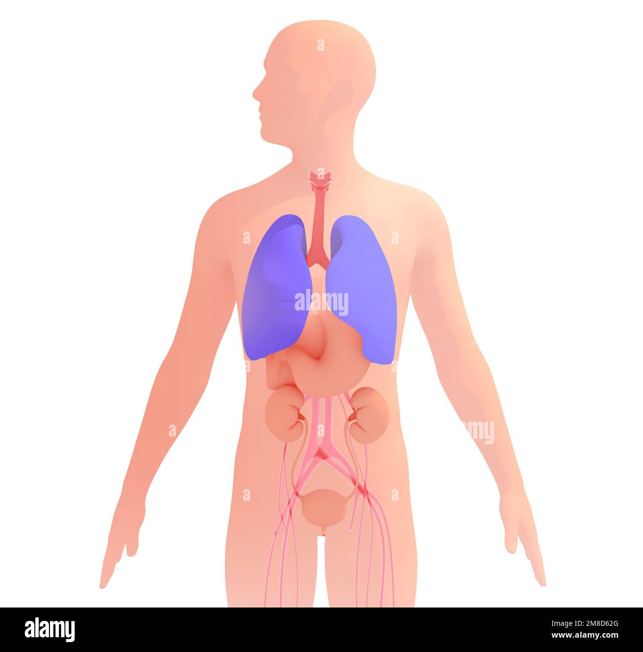3D Darstellung der menschlichen Silhouette mit inneren Organen, die das Atmungssystem hervorhebt. Anatomie mit natürlichen Farben, ausgeschnitten auf weißem Hintergrund Stockfoto