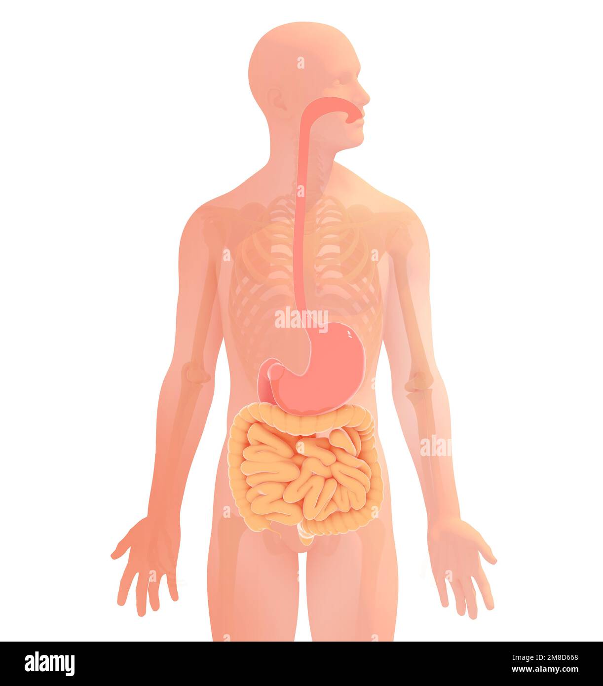 3D Darstellung des Verdauungssystems der menschlichen Anatomie. Transparentes anatomisches Bild mit den inneren Organen. Stockfoto
