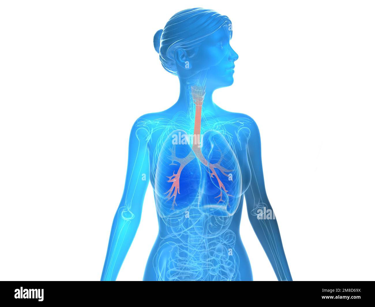 Transparente 3D-Darstellung des anatomischen Atmungssystems. Blaues Bild innerer Organe und Knochen auf weißem Hintergrund. Stockfoto