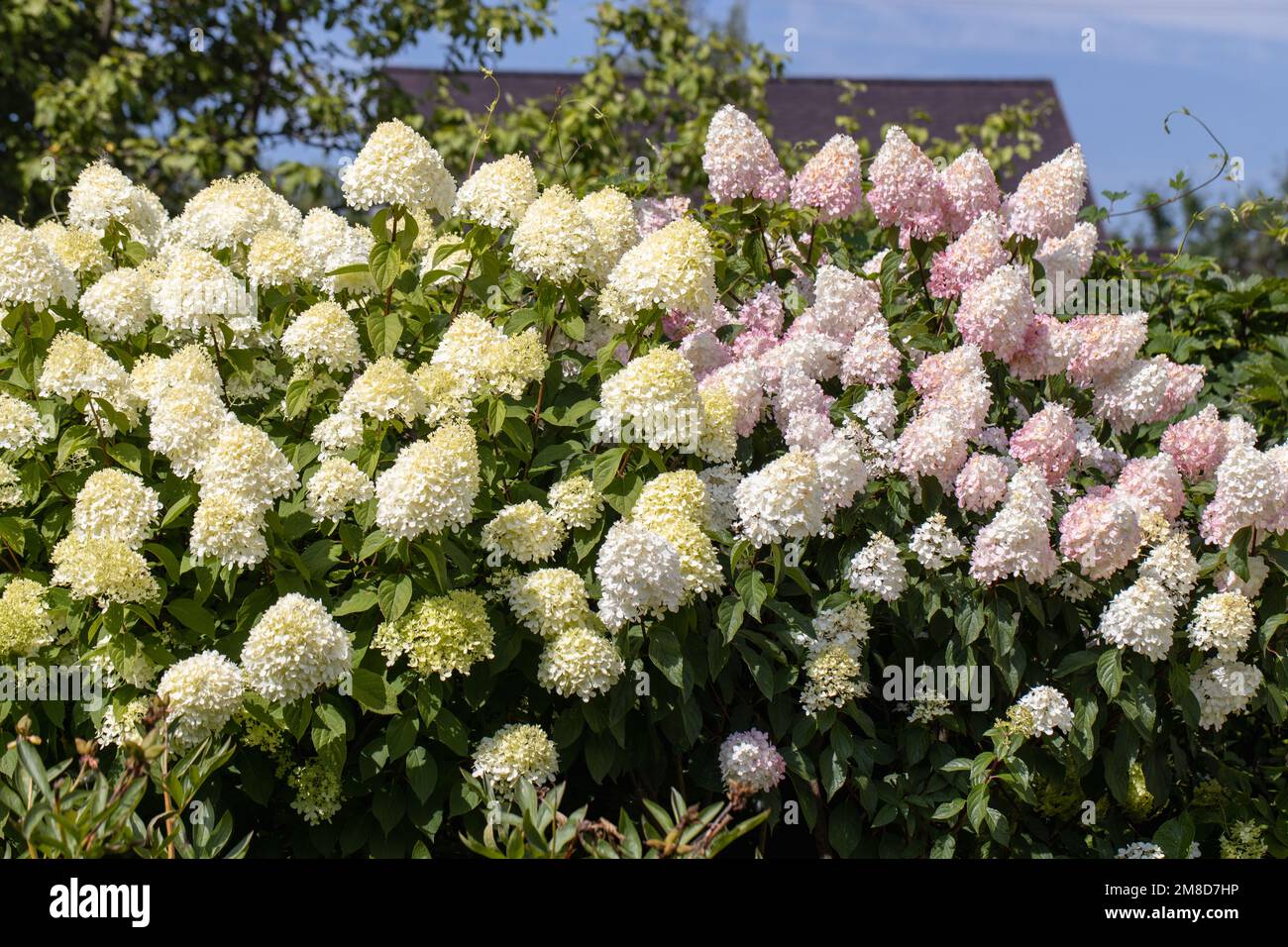 Hortensia paniculata Vanille Fraise auf einem Stamm Stockfoto