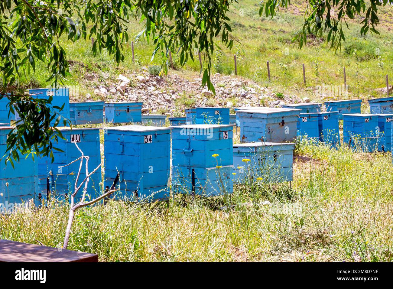Viele Blaubienenstöcke auf dem Feld auf dem Bauernhof am sonnigen Sommertag. Stockfoto
