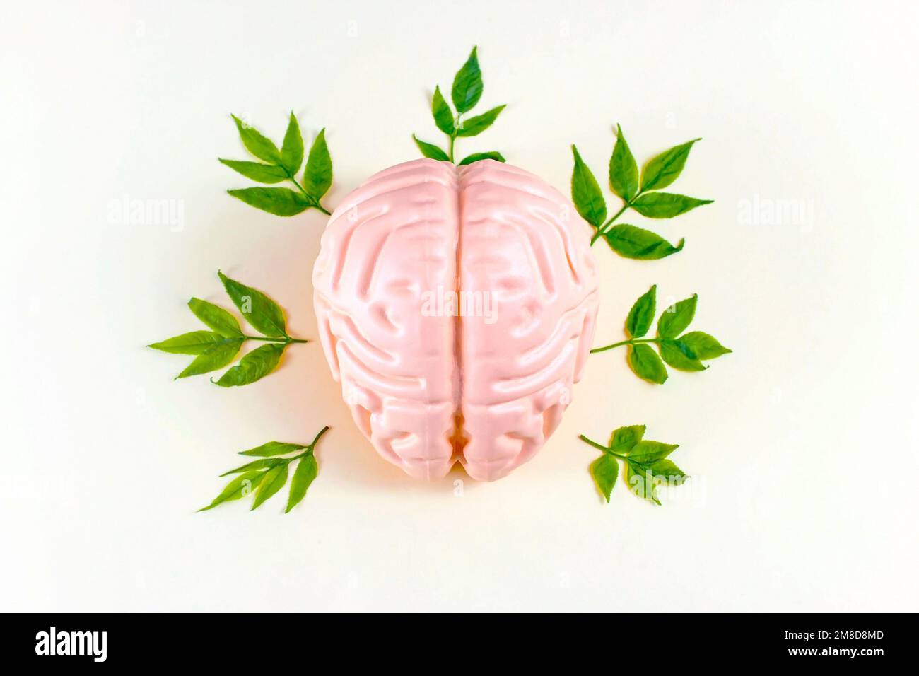 Menschliches Gehirn mit grünen Blättern auf hellem Hintergrund. Psychische Gesundheit, Öko-Intelligenz, natürliches Phytotherapie-Medikationskonzept. Stockfoto