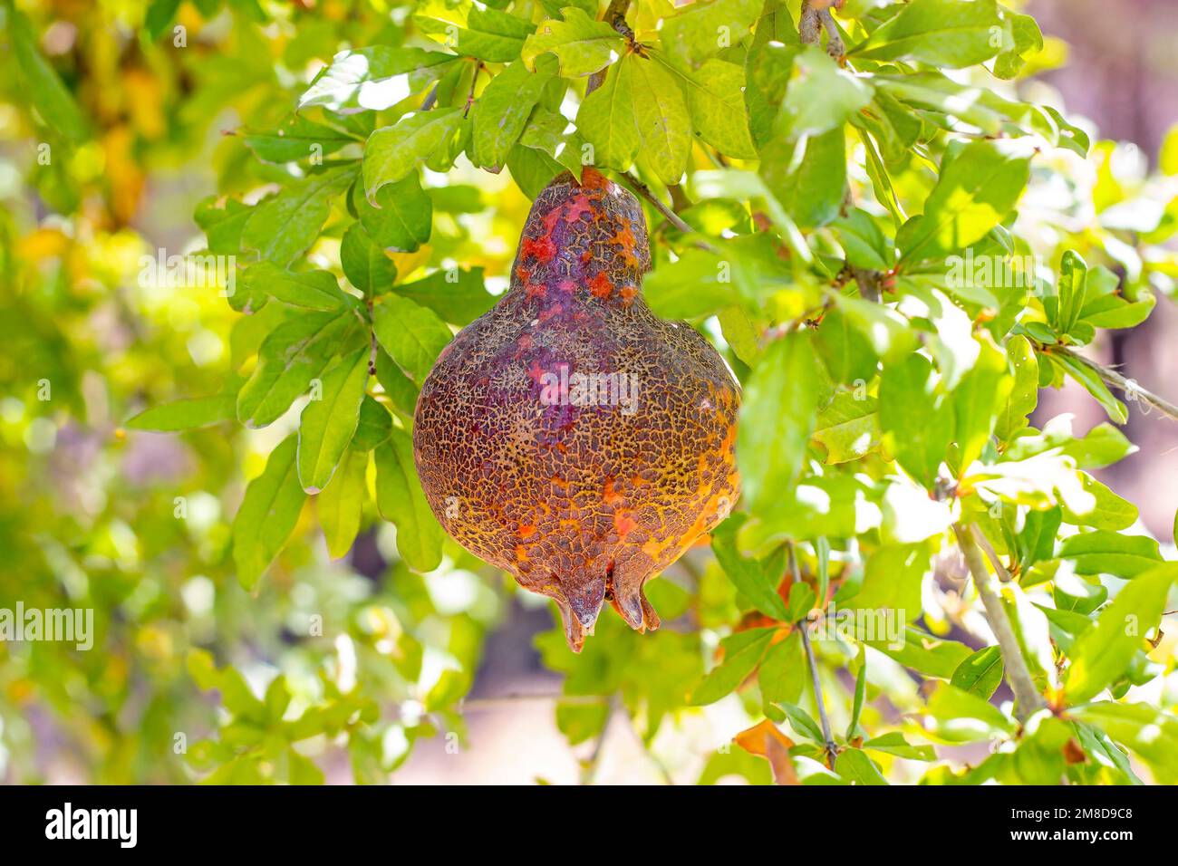 Rote Granatapfelfrucht auf dem Baum im Garten in der Sommersaison. Stockfoto
