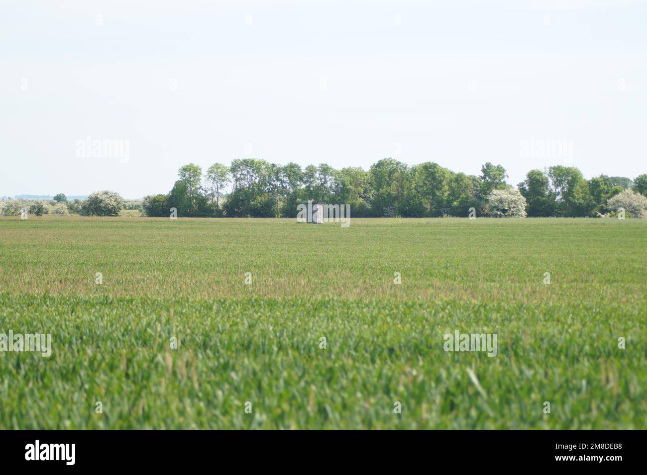 Landwirtschaft in Schleswig-Holstein Deutschland Stockfoto