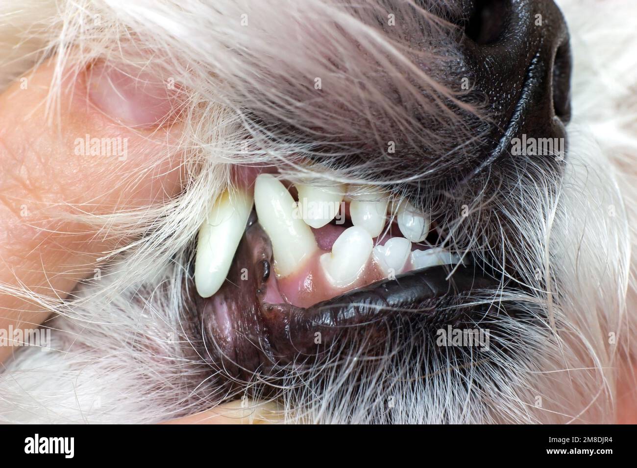Maltesische Hundezähne mit Zahnstein während der tierärztlichen Nahuntersuchung. Stockfoto
