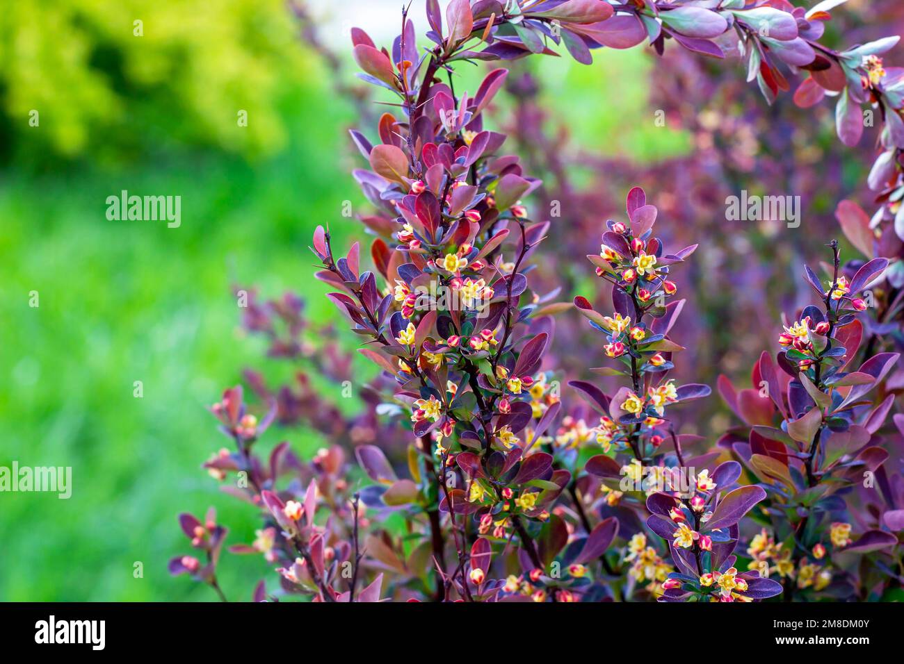 Im Frühling blühende Blüten im Garten. Stockfoto