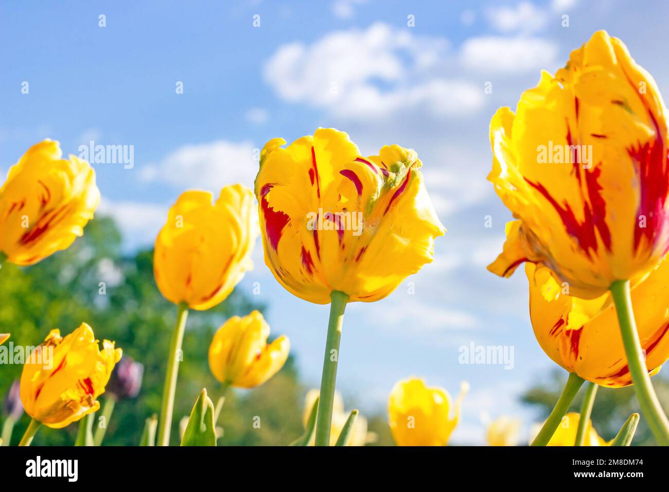 Leuchtend gelbe, blühende Tulpenblüten im Frühling auf dem Feld gegen den blauen Himmel. Stockfoto
