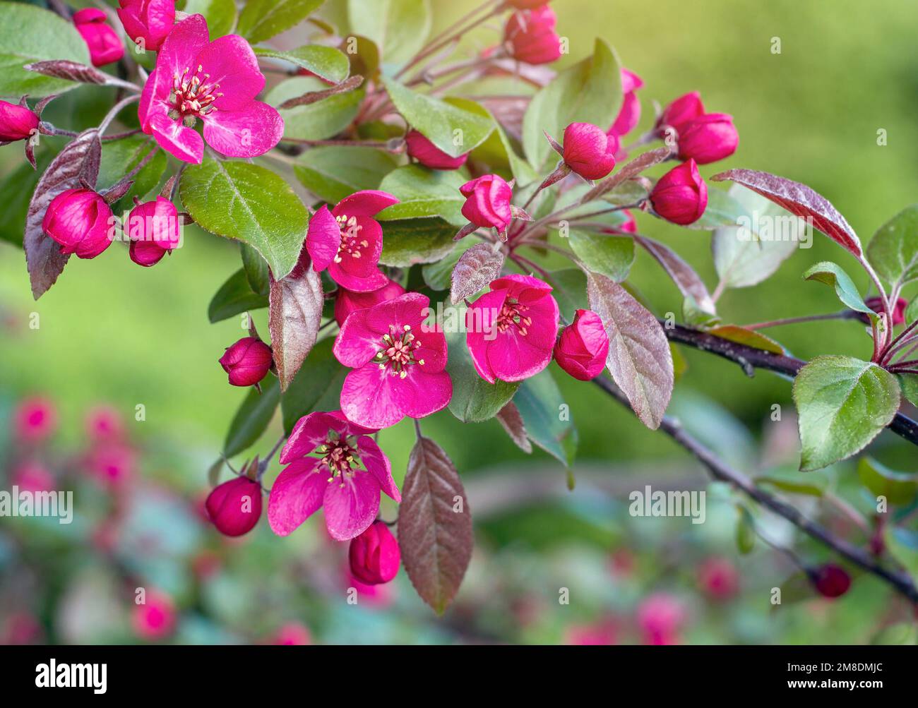 Im Frühling blühen im Garten dekorative Krabbenbäume in leuchtendem Pink auf grünem Laubhintergrund. Stockfoto