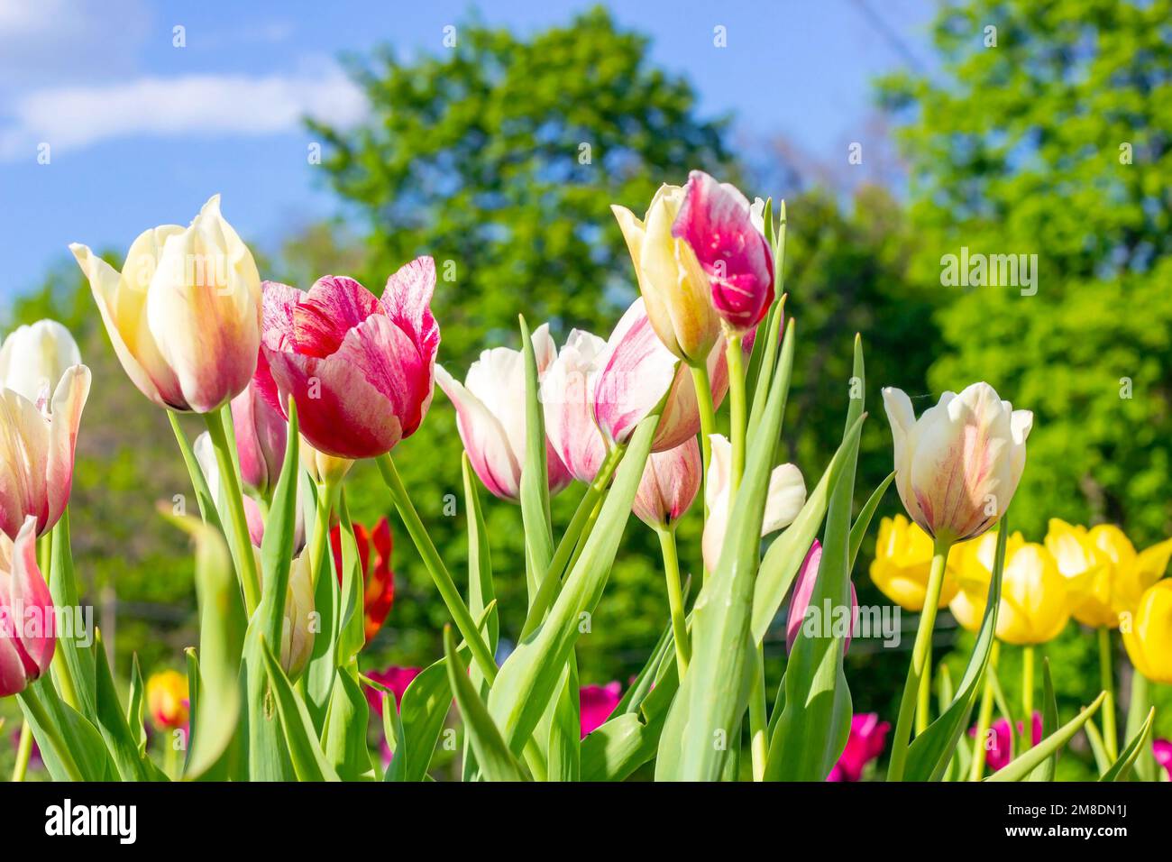 Leuchtend rosa und gelb blühende Tulpenblumen auf dem Feld im Frühling gegen den blauen Himmel. Stockfoto