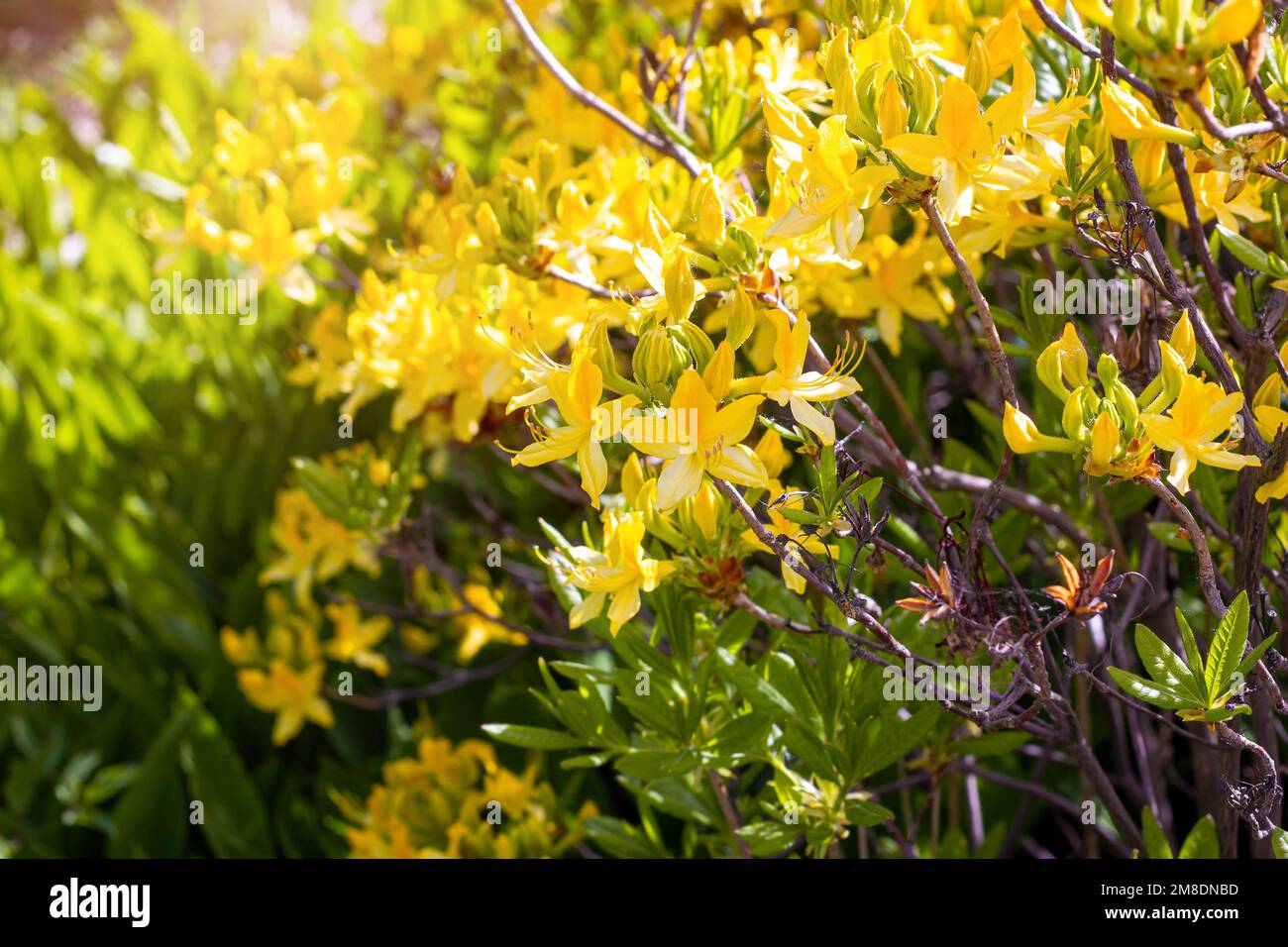 Leuchtend gelbes Rhododendron-Luteum blüht im Frühling im Garten mit grünen Blättern. Stockfoto