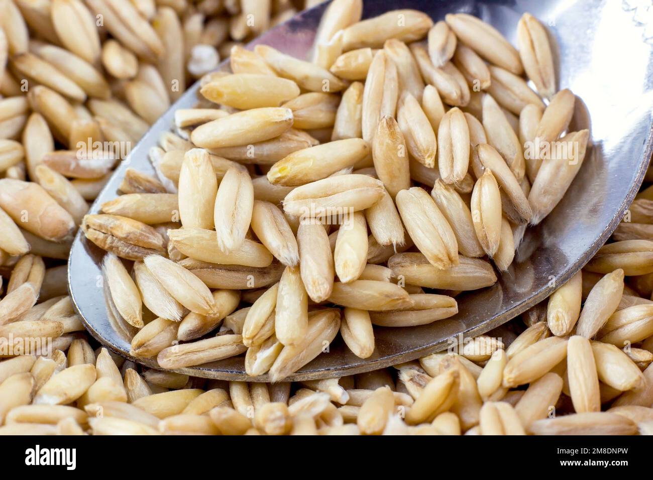 Natürliche, trockene Hafersamen in der Nahaufnahme des Metalllöffels. Stockfoto