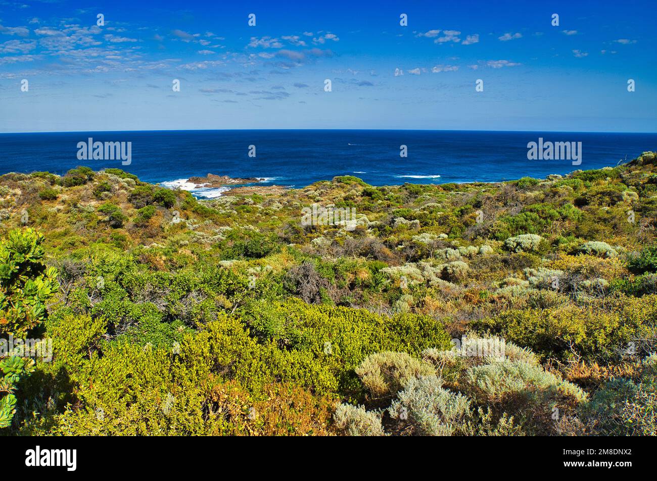 Verkürzte Niedrigküstenheide-Vegetation am Cape Naturaliste, Leeuwin-Naturaliste National Park, Margaret River Region, Westaustralien Stockfoto