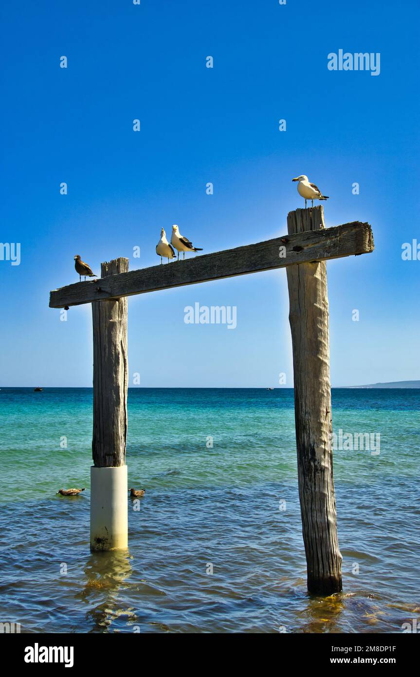 Verwitterte Pfosten des alten Anlegesteg in Hamelin Bay, Westaustralien, mit Möwen auf dem Dach Stockfoto