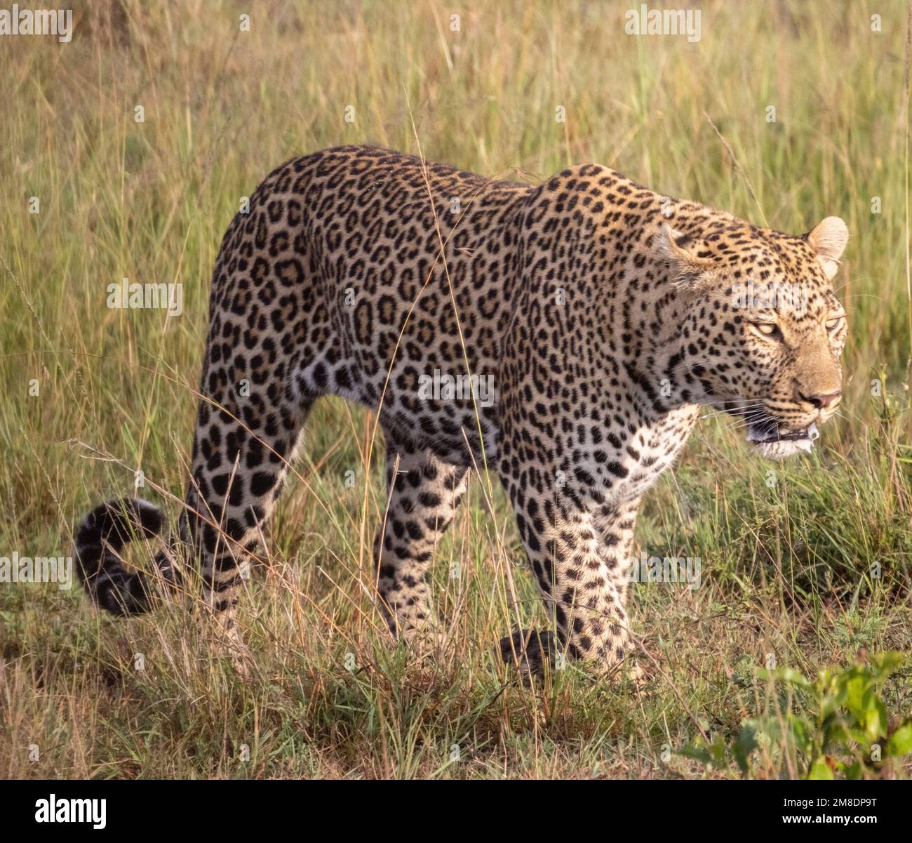 leoparden auf langem Gras, Masai Mara-Nationalpark, Kenia Stockfoto