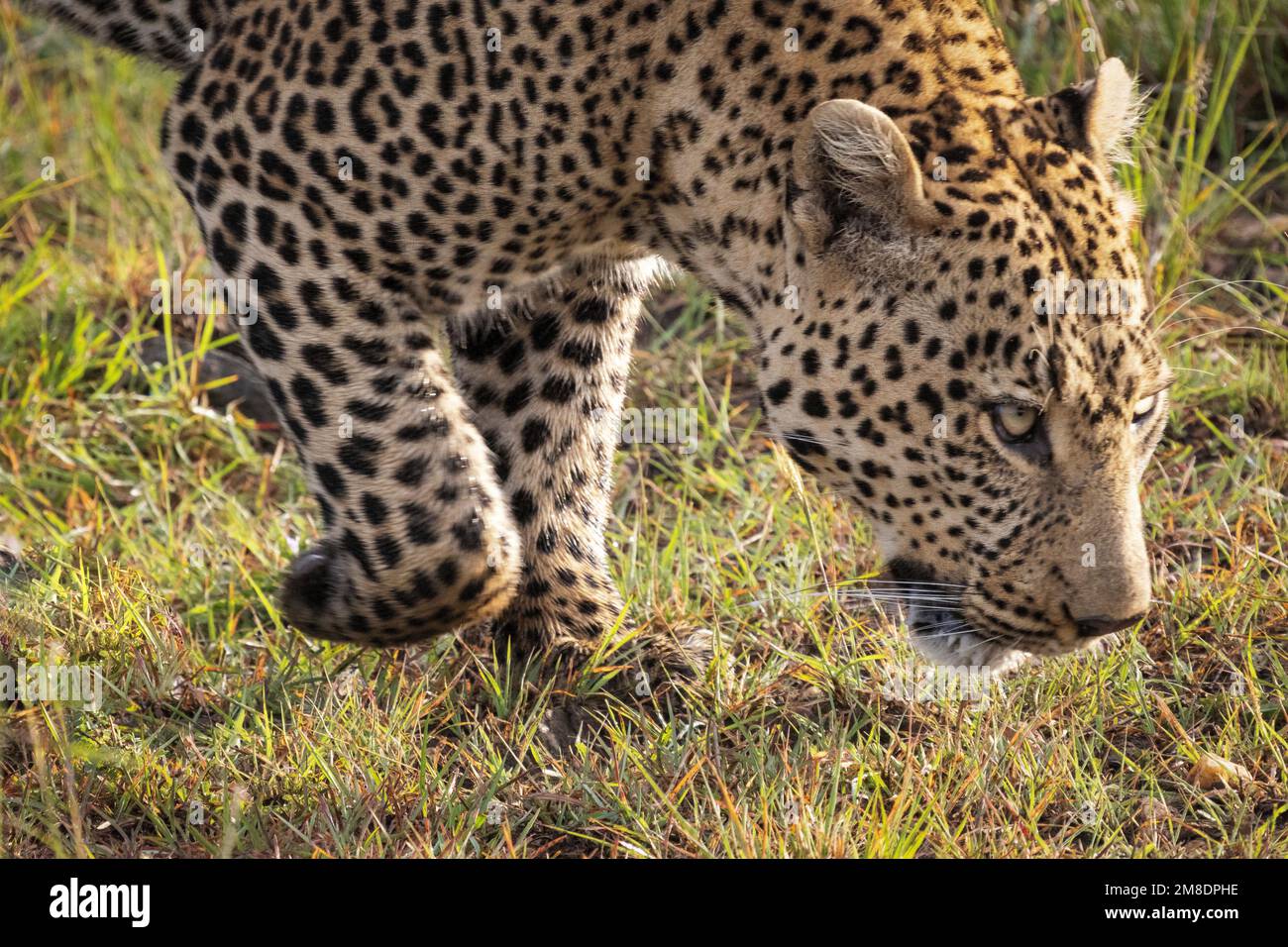 Nahaufnahme von Leoparden, die in langem Gras wandern, Masai Mara Nationalpark, Kenia Stockfoto