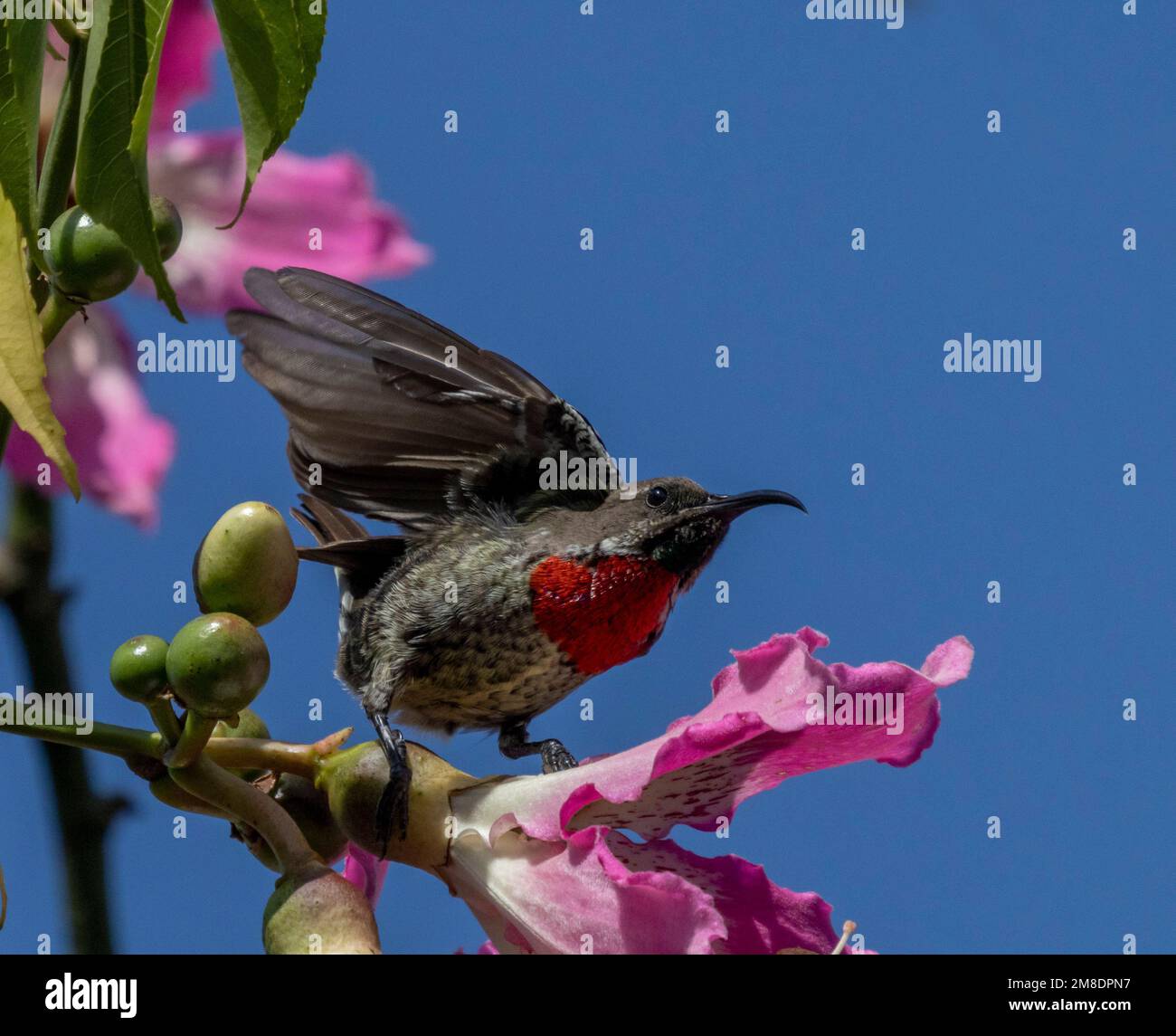 Junger Scharlachbrühe Sonnenvogel Chalcomitra senegalensis, farbenfroher Nektar fütternder afrikanischer Vogel, neben Blume, Masai Mara Nationalpark, Kenia. Stockfoto