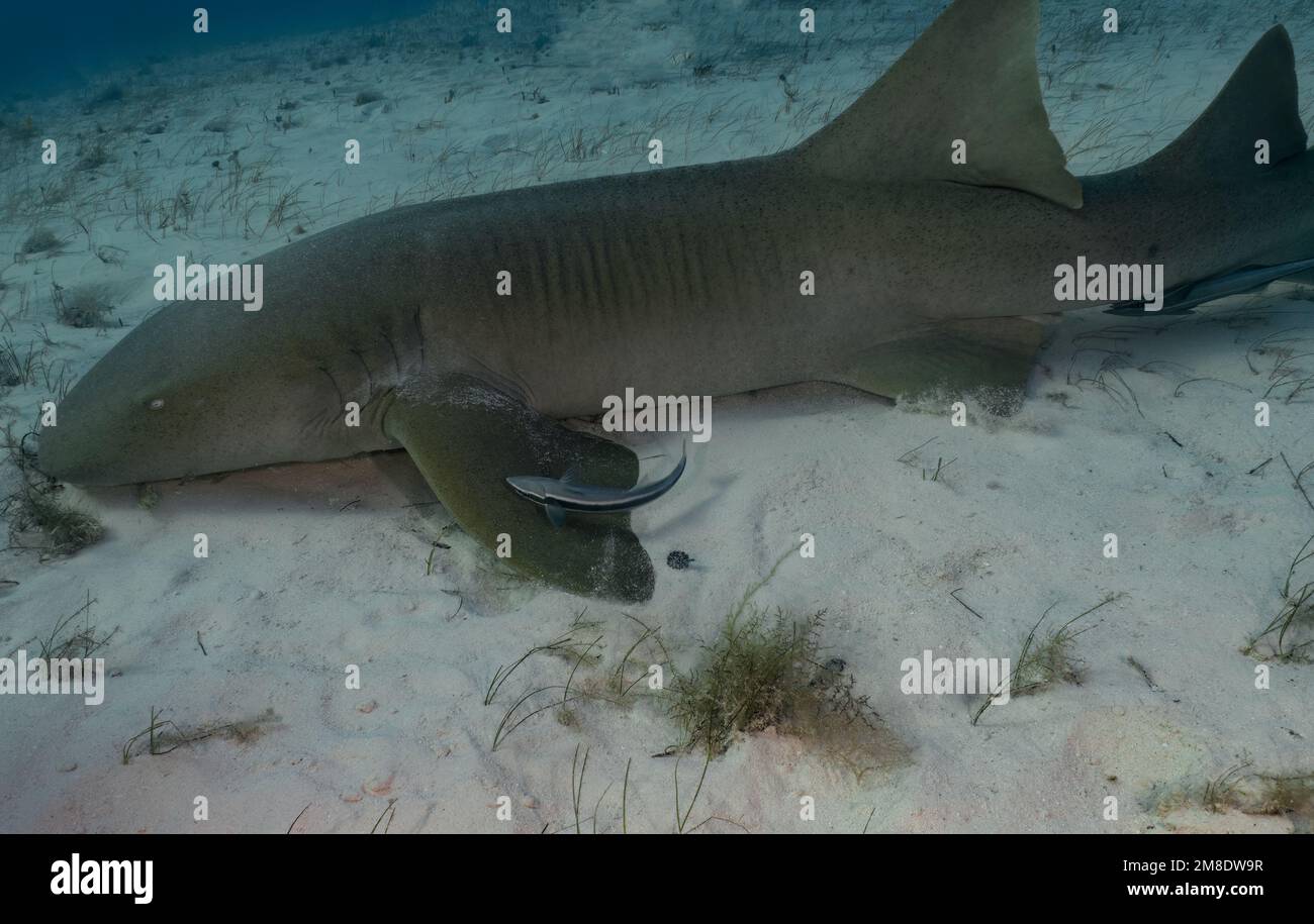 Ein Schwesternhai (Ginglymostoma cirratum) in Bimini, Bahamas Stockfoto