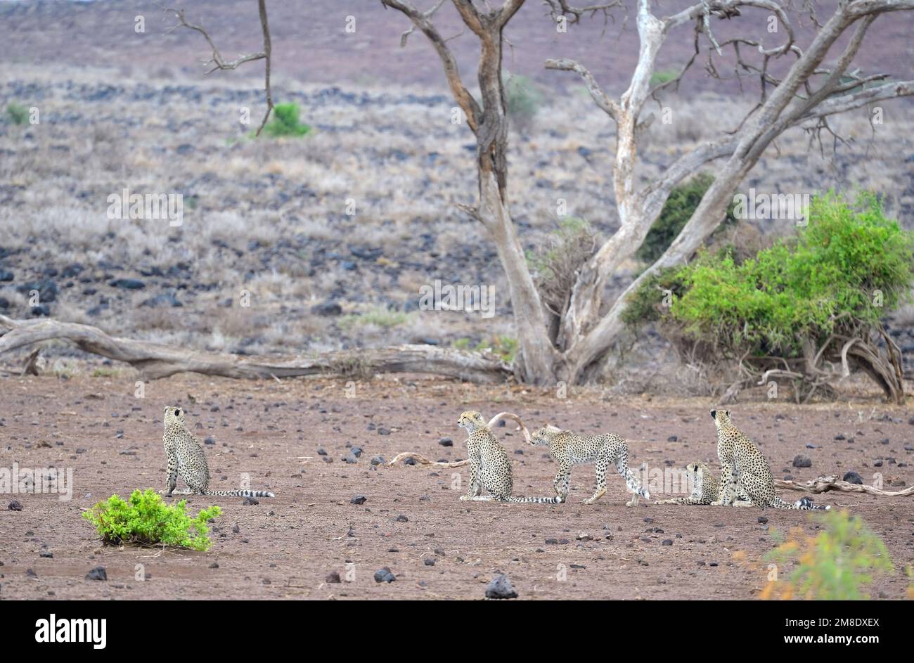 Eine Gruppe von fünf weiblichen Geparden (Mutter und ihre Jugendlichen), die auf der Jagd nach Beute sind, Maasai Amboseli Game Reserve KE Stockfoto