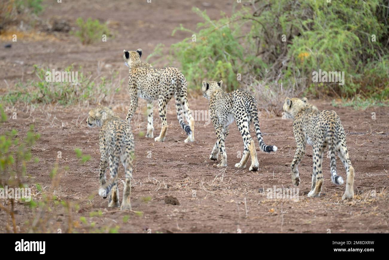 Eine Gruppe von fünf weiblichen Geparden (Mutter und ihre Jugendlichen), die auf der Jagd nach Beute sind, Maasai Amboseli Game Reserve KE Stockfoto