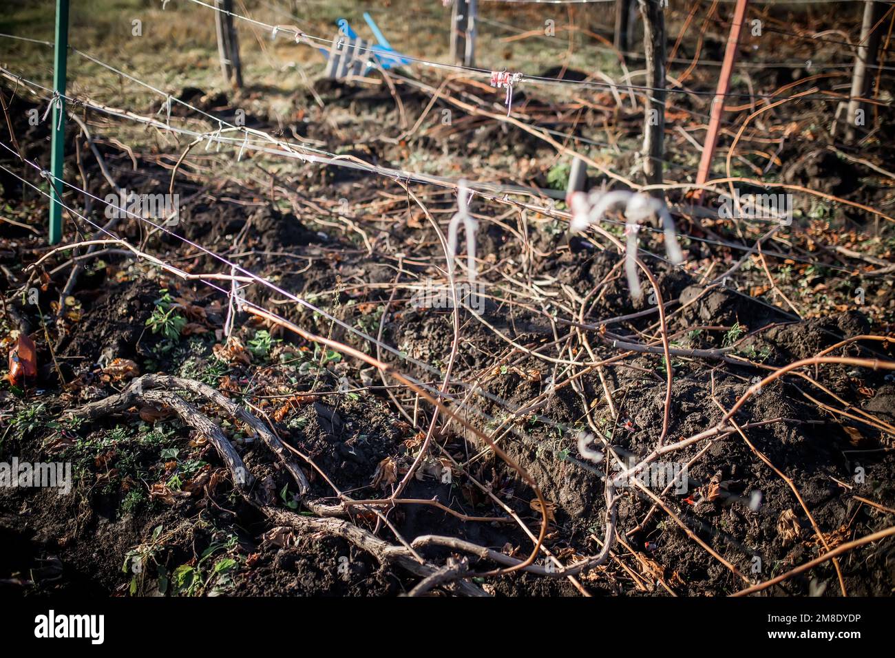 Weinreben, die an Reiseleiter im Weinberg gebunden sind. Vorbereitung der Trauben für den Frühling. Weinbergausbildung Stockfoto