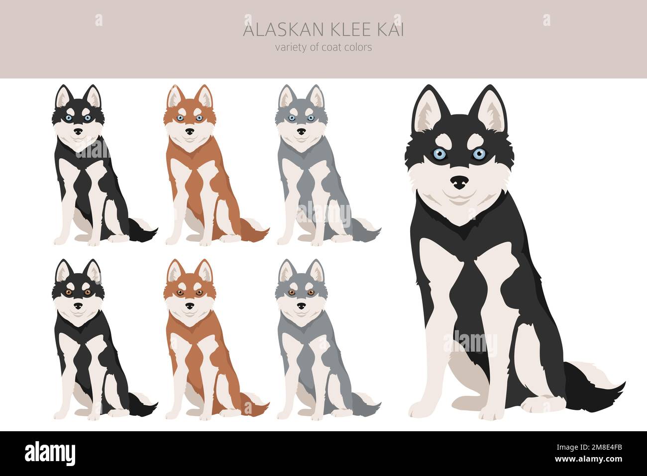 Alaska Klee Kai alle Farben Clipart. Verschiedene Mantelfarben eingestellt. Vektordarstellung Stock Vektor