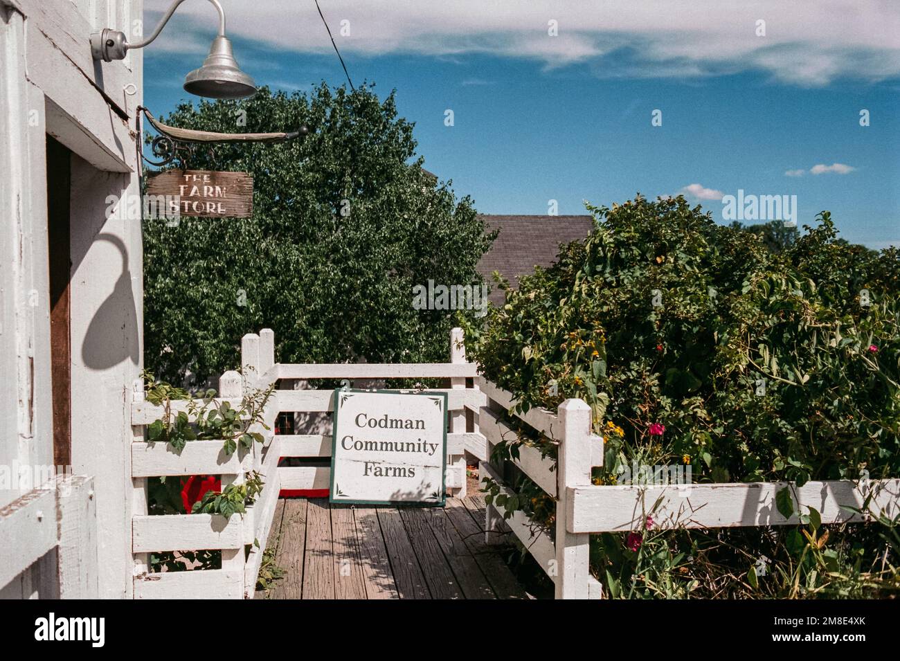 Der Eingang zum Bauernhof, umgeben von grünen Sträuchern, ist ein weißer Holzzaun bei den Codman Community Farms. Lincoln, Massachusetts. Das Bild war ca. Stockfoto