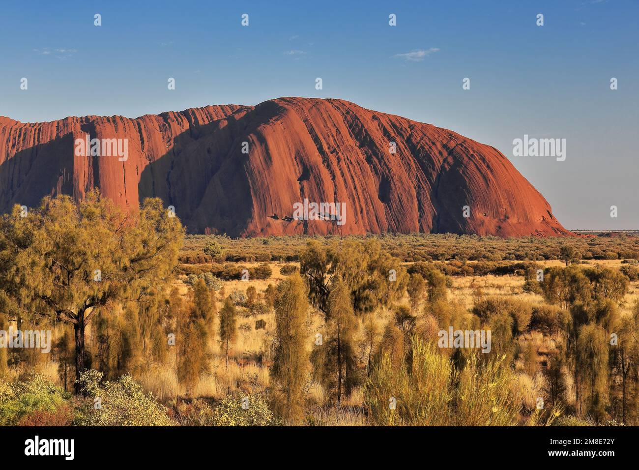 401 Teilblick auf den Uluru-Ayers Rock am frühen Morgen unter einem fast klaren Himmel. NT-Australien. Stockfoto